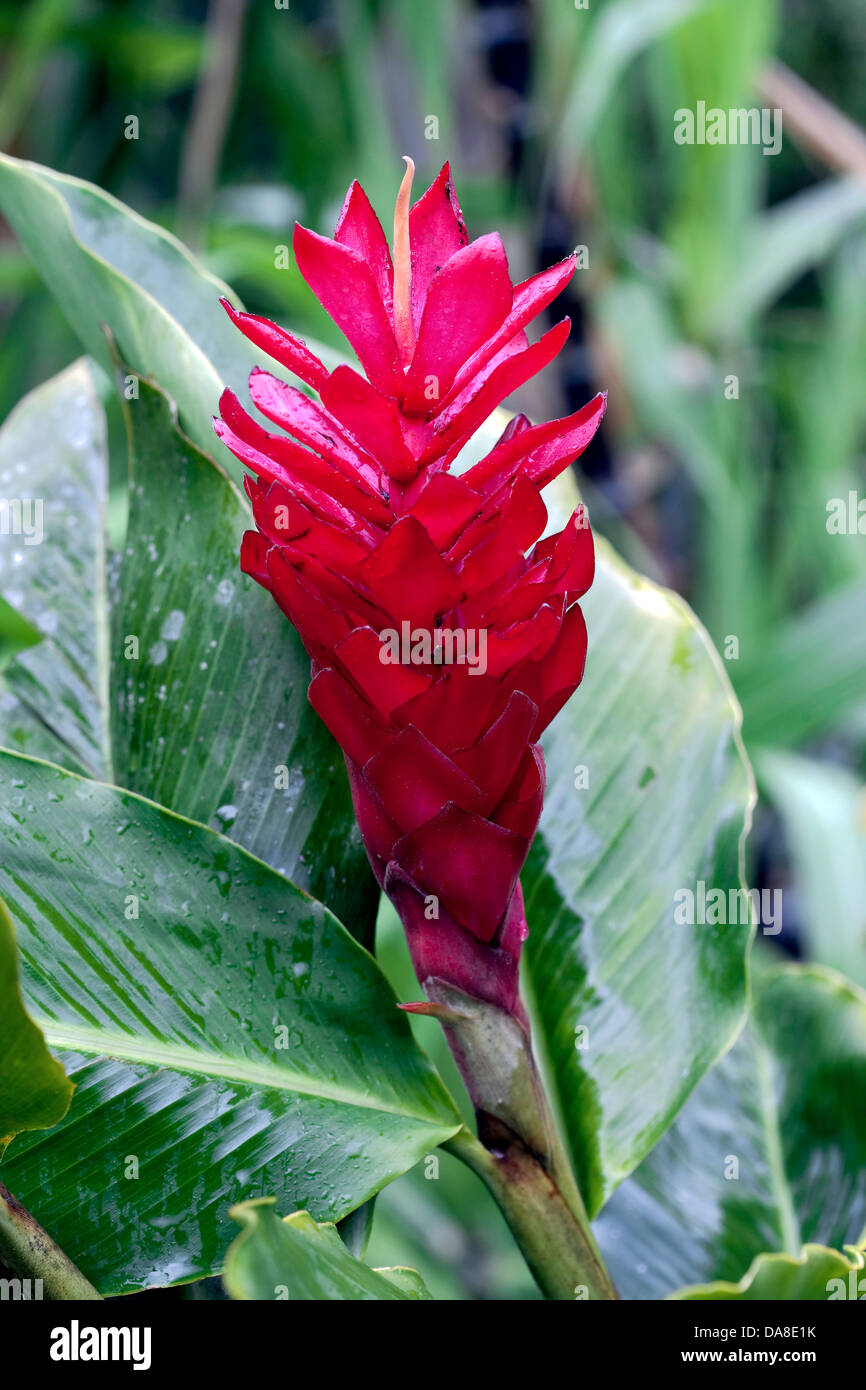 Blooming Bromeliad, Costa Rica Stock Photo