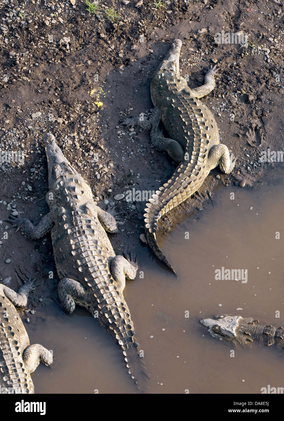 American Crocodiles, Tarcoles River, Costa Rica Stock Photo