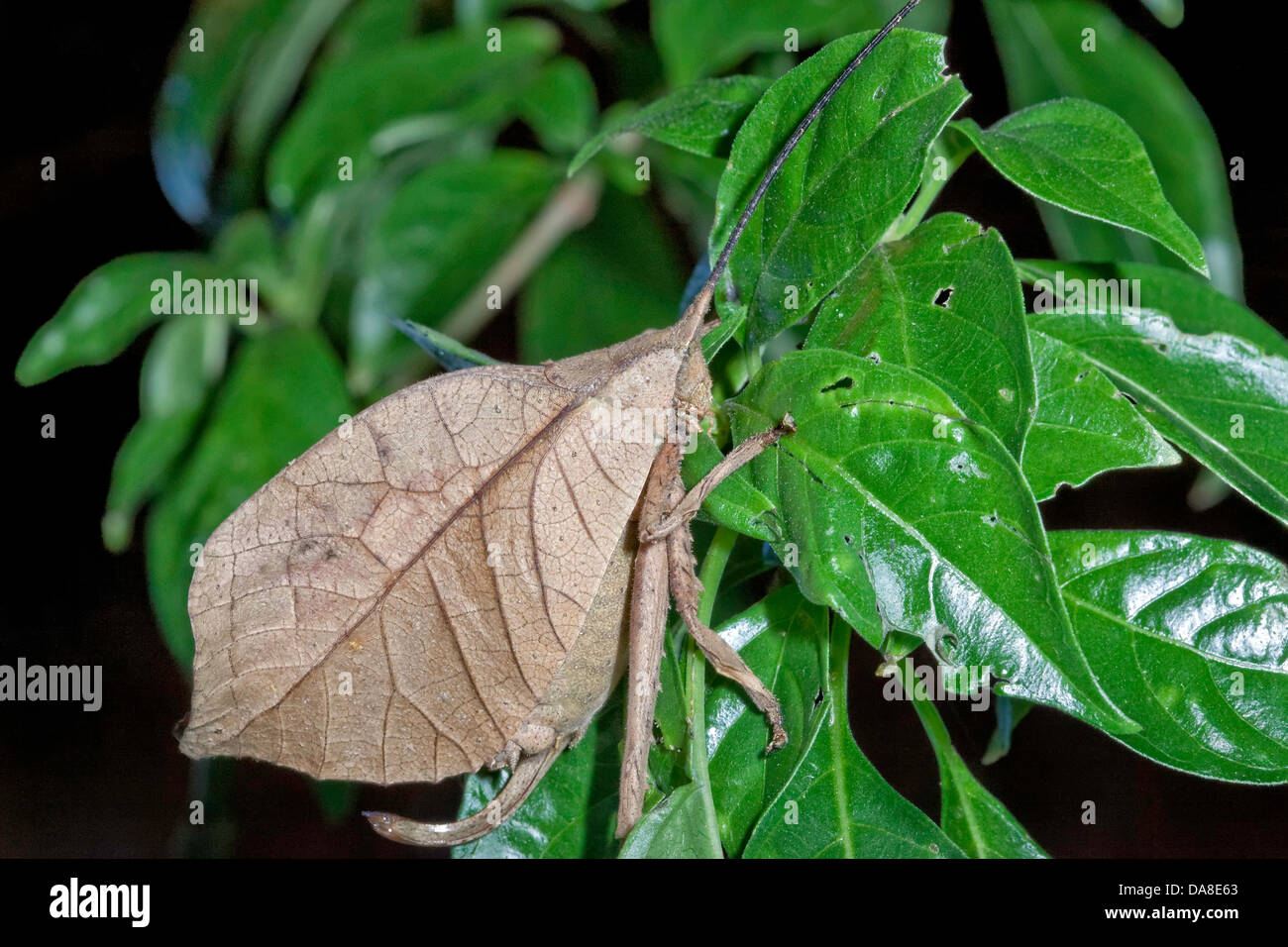 Leaf-mimicking Katydid, Costa Rica Stock Photo