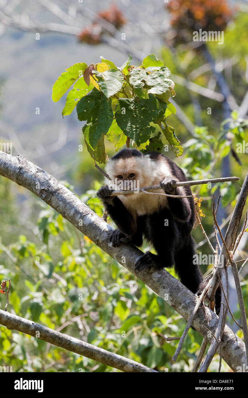 White-headed capuchin (Cebus capucinus) aka: white-faced capuchin or white-throated capuchin, Costa Rica Stock Photo