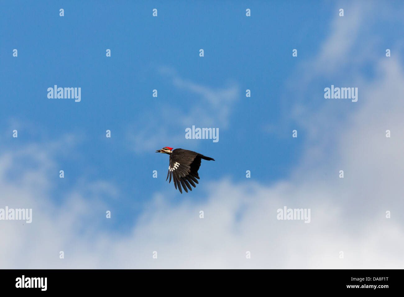 Pileated Woodpecker flying Stock Photo - Alamy