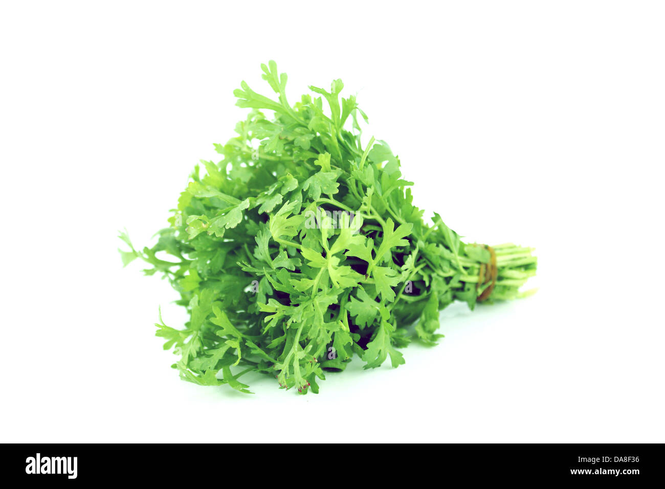 Fresh water cress or garden cress herbs isolated on white background Stock Photo
