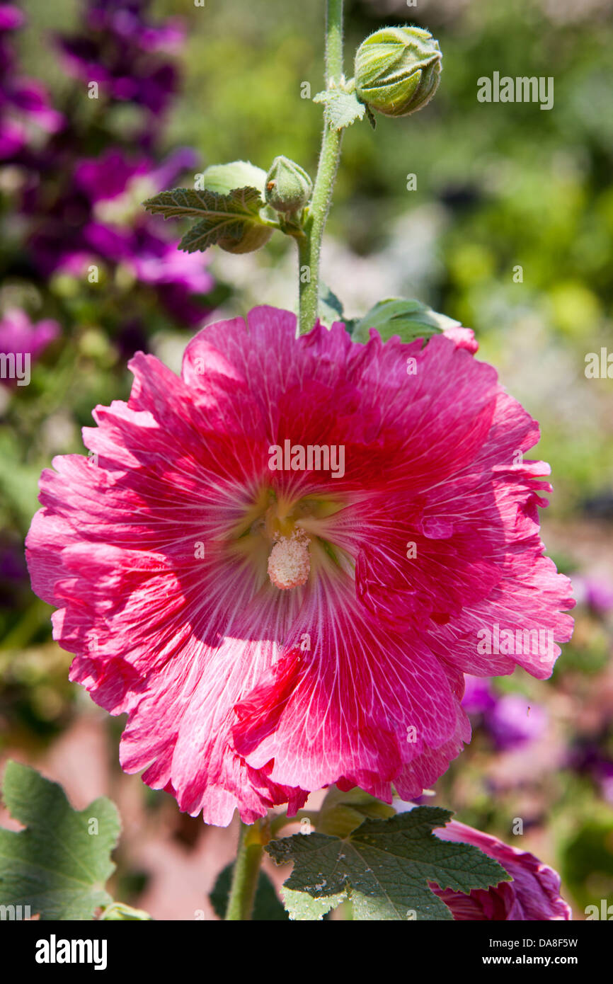 Plants flowers hollyhock flower hi-res stock photography and images - Alamy