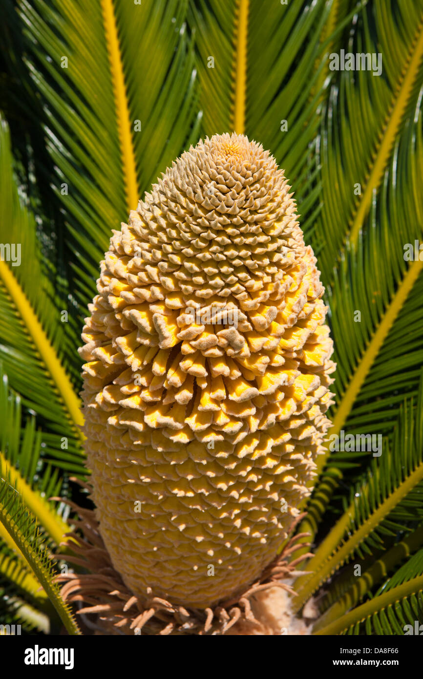 Palm Seed High Resolution Stock Photography And Images Alamy