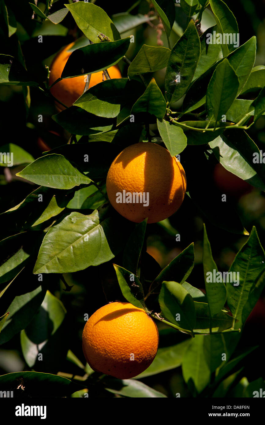 Orange tree with oranges Stock Photo
