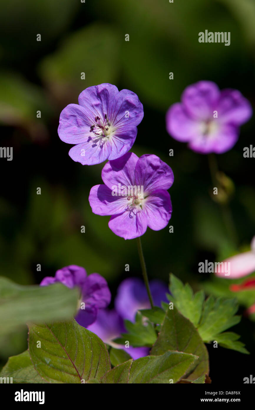 Purple Geranium flowers Stock Photo - Alamy