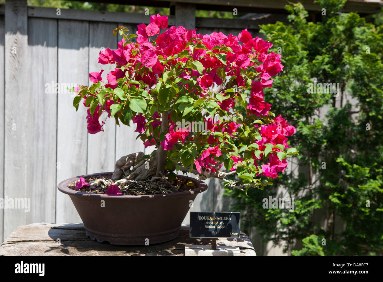 Bougainvillea Bonsai Tree High Resolution Stock Photography And Images Alamy