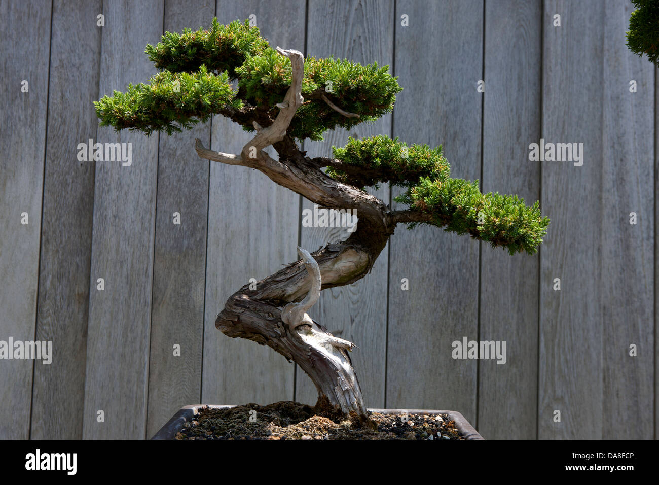 Prostrate Juniper, bonsai tree, The Huntington Library, Art Collection, and Botanical Gardens San Marino, California, United States of America Stock Photo