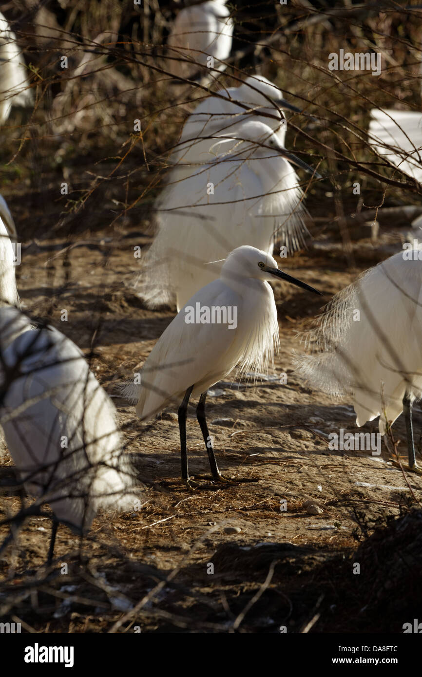 Little Egret, Egretta garzetta, Saintes Maries de la mer, Gard, France ...