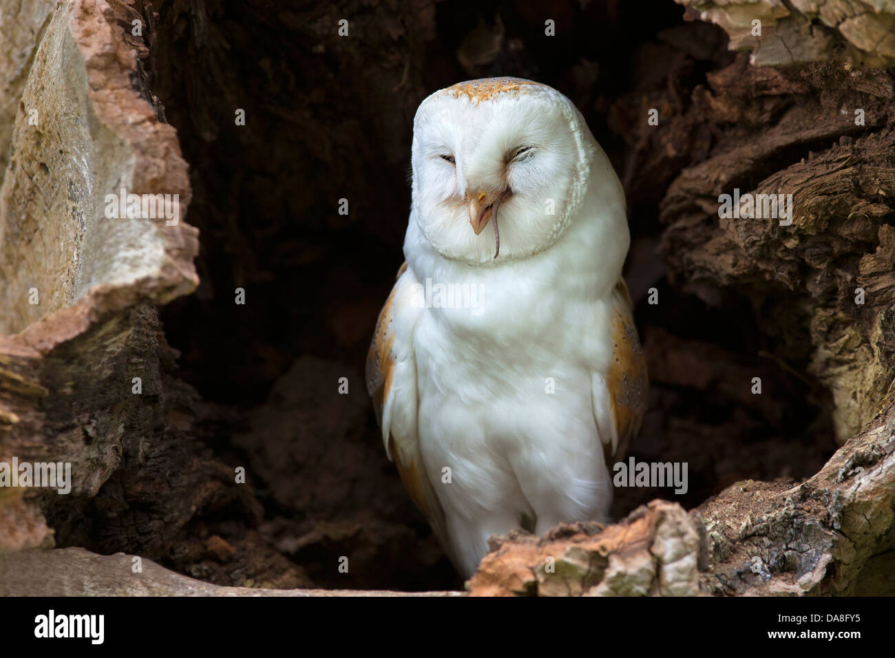 Barn Owl With Tail Of Mouse Sticking Out Of Its Beak Stock Photo