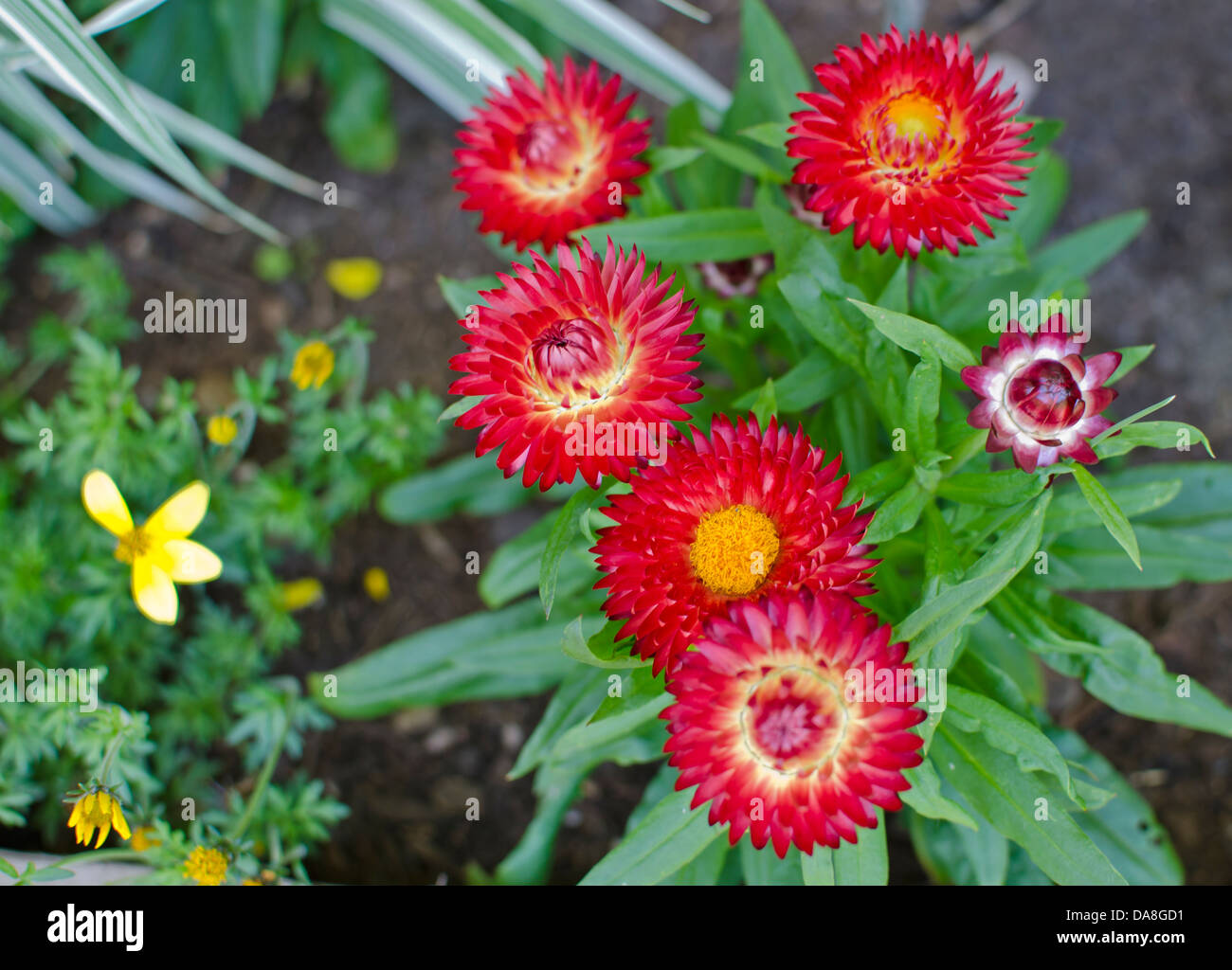 Vibrant red and orange strawflowers in the garden. Also called straw