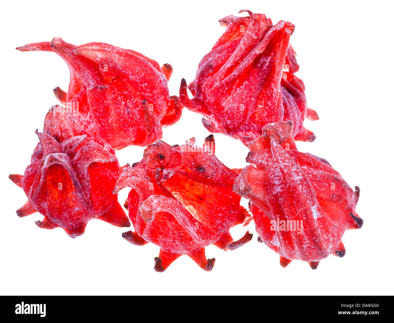 Dried Hibiscus Flowers fruits isolated on white background Stock Photo