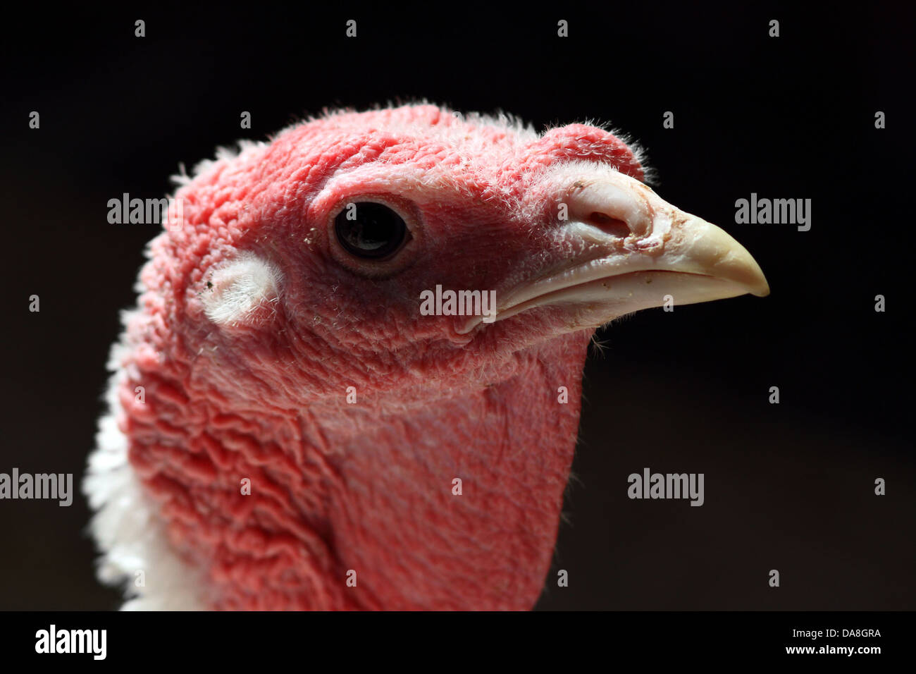 detailed backlit portrait of a turkey hen with dark background Stock Photo