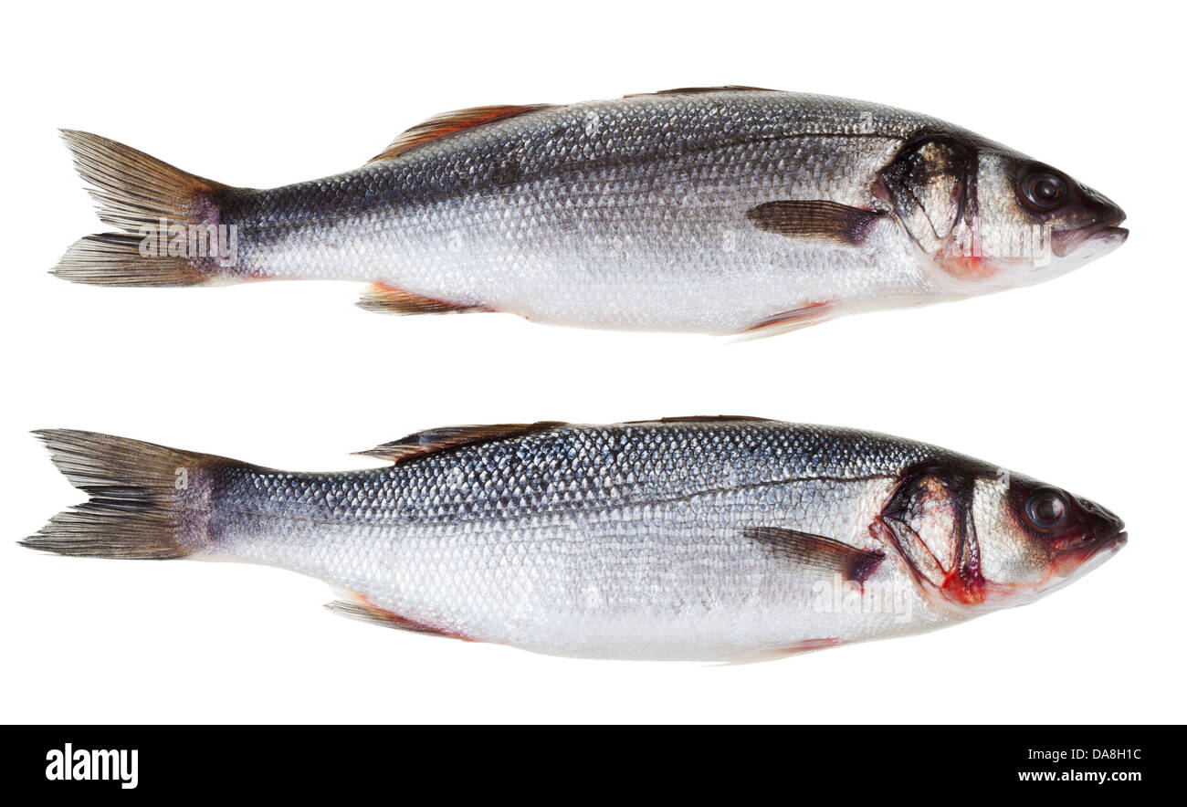 two raw sea bass fish isolated on white background Stock Photo