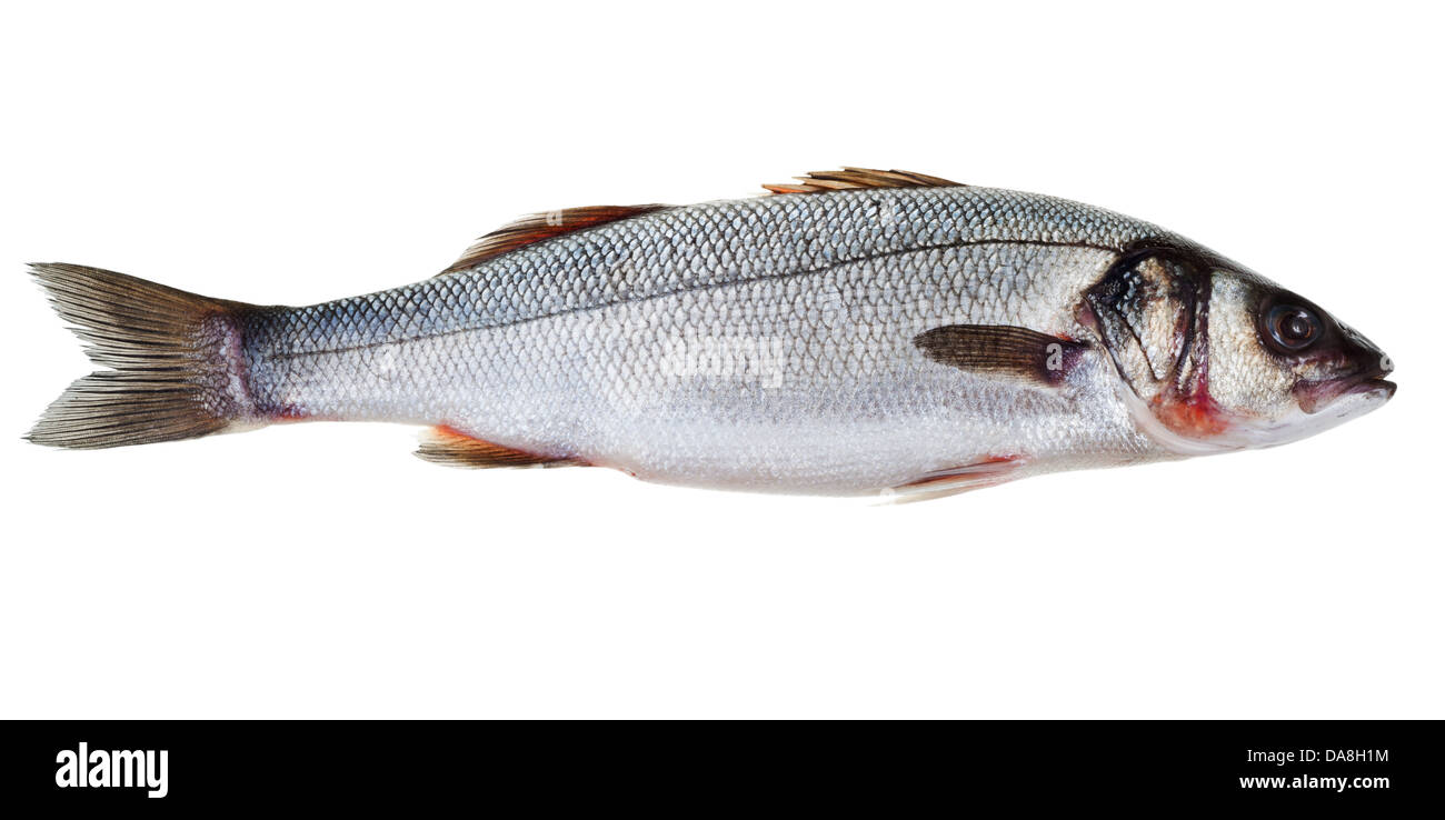 one raw see bass fish isolated on white background Stock Photo