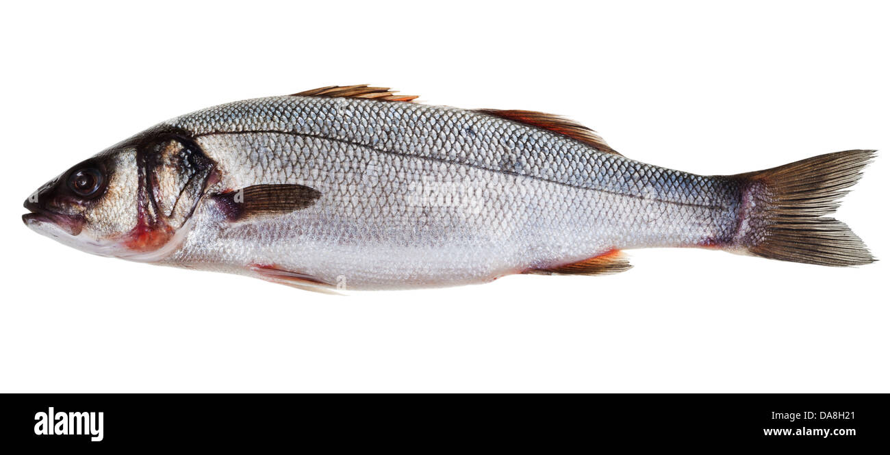 sea bass fish isolated on white background Stock Photo