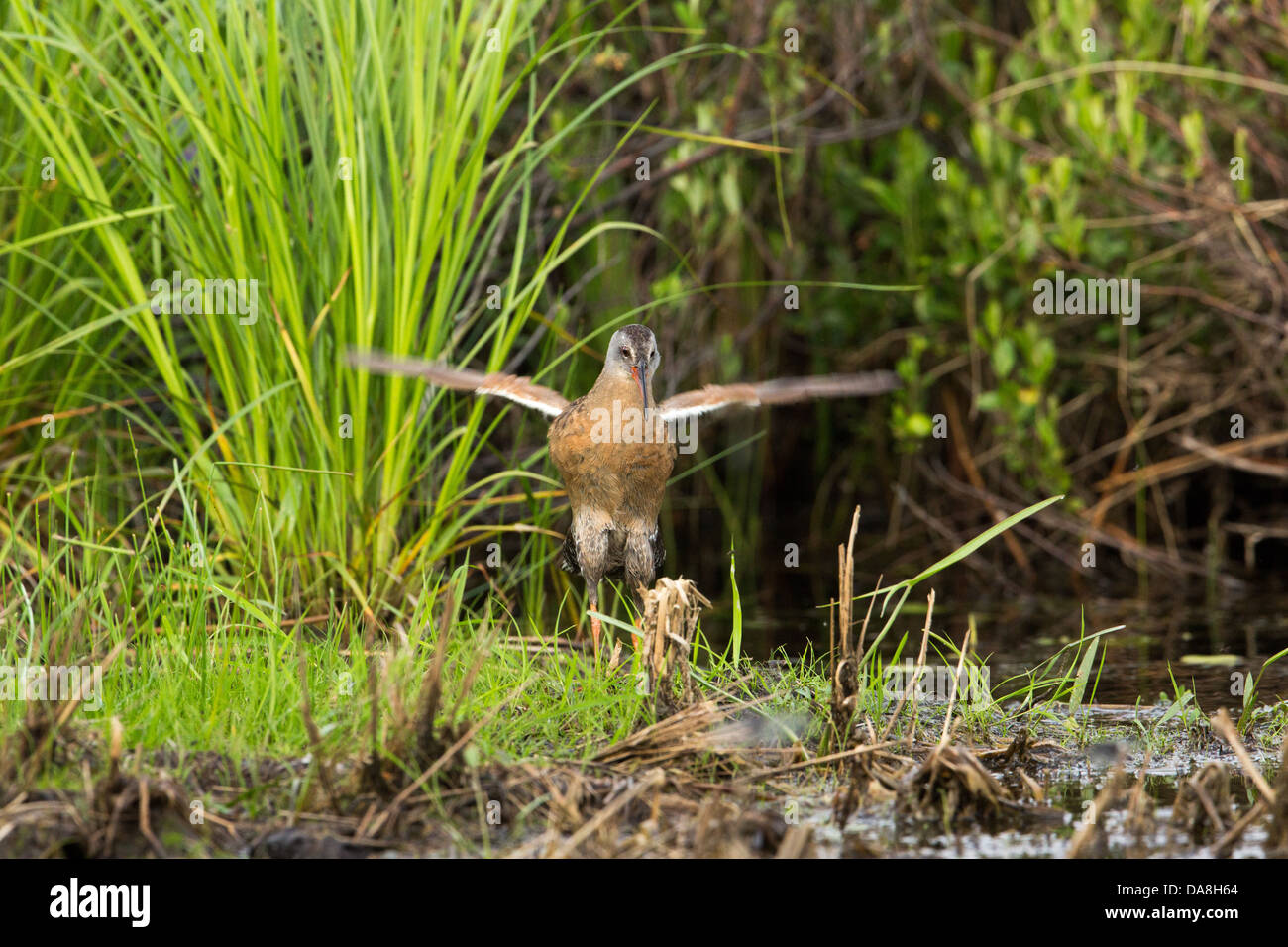 Virginia rail flapping wings Stock Photo