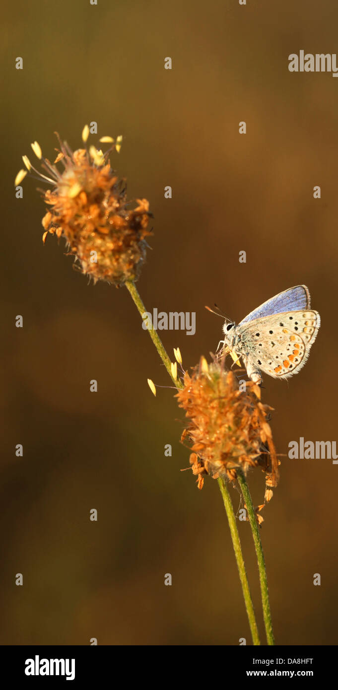 Peablue (Lampides boeticus), or Long-tailed Blue Butterfly shot in Israel, Spring May Stock Photo