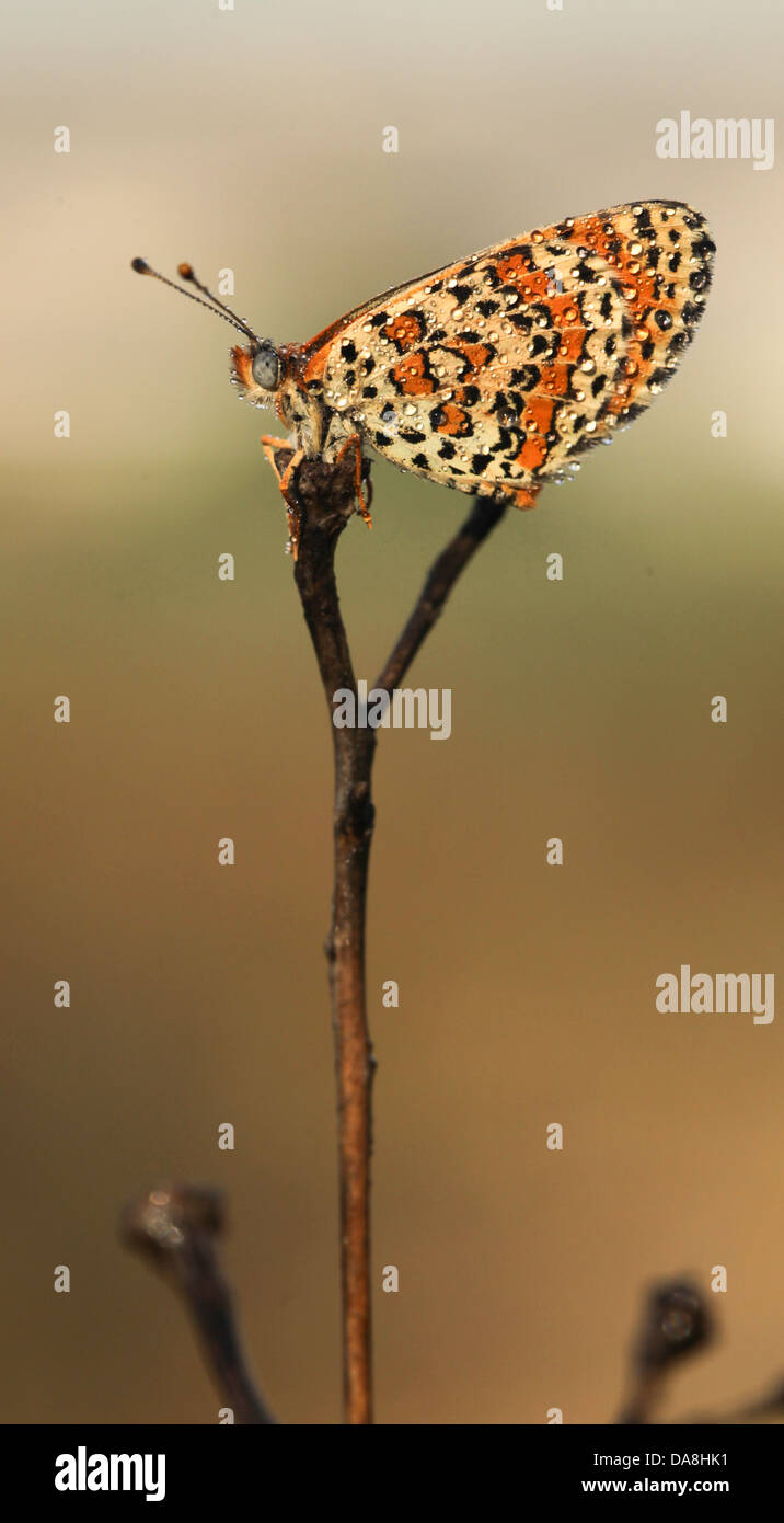 Lesser Spotted Fritillary (Melitaea trivia) Butterfly Photographed in Israel, Spring May Stock Photo