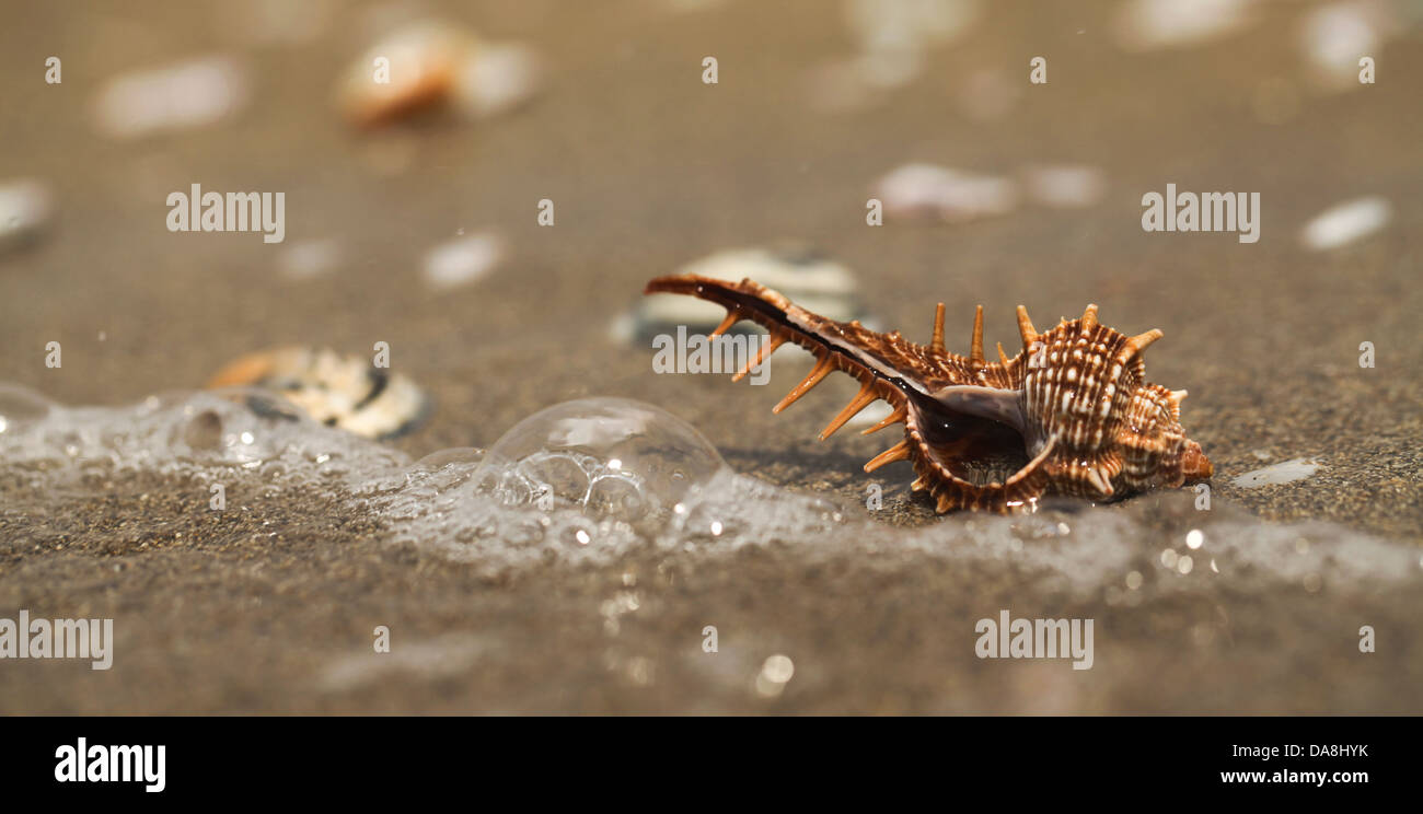 purple dye murex (Bolinus brandaris) (Gastropod) on a beach in Israel, a sea snail. Stock Photo