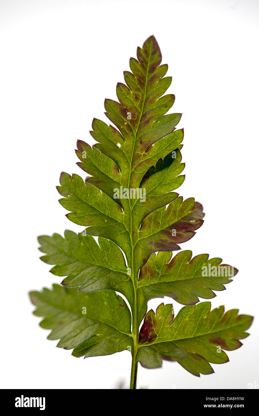 Wild Parsley Leaves Stock Photo Alamy