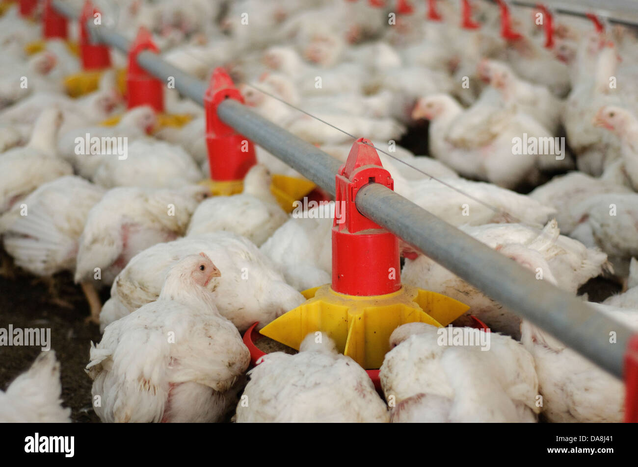 Poultry Farming. Chicks in a coop five days before slaughter Photographed in Israel Stock Photo