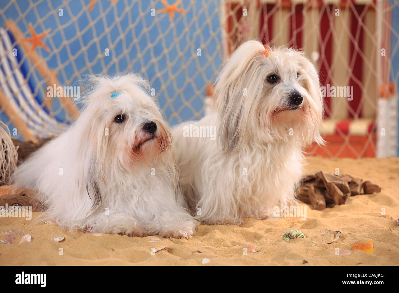 Coton de Tulear, bitches Coton de Tulear, Huendinnen Stock Photo Alamy