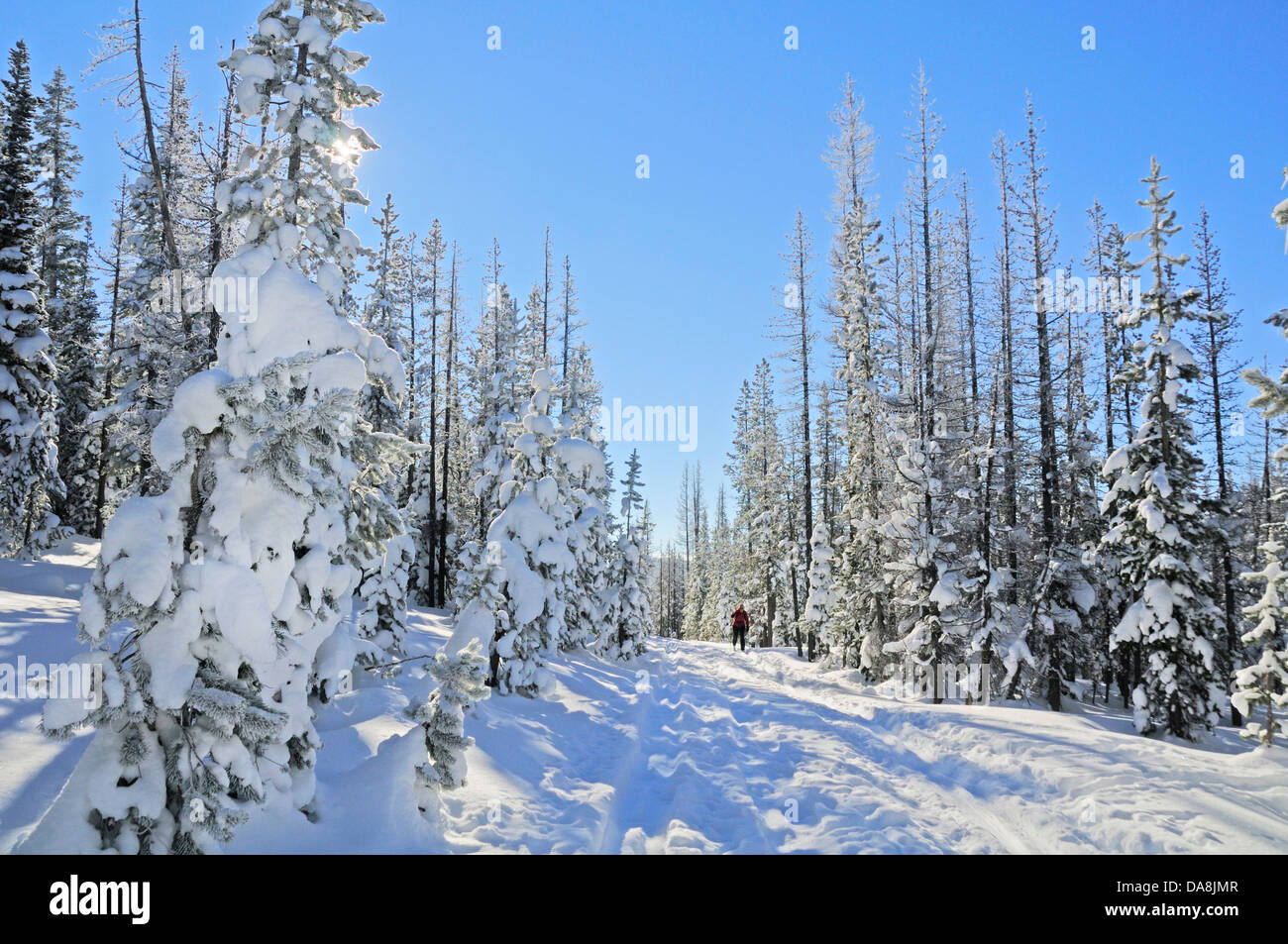 USA, United States, America, Oregon, Bend, North America, Deschutes, County, Cascades mountains, National Forest, winter, sport, Stock Photo