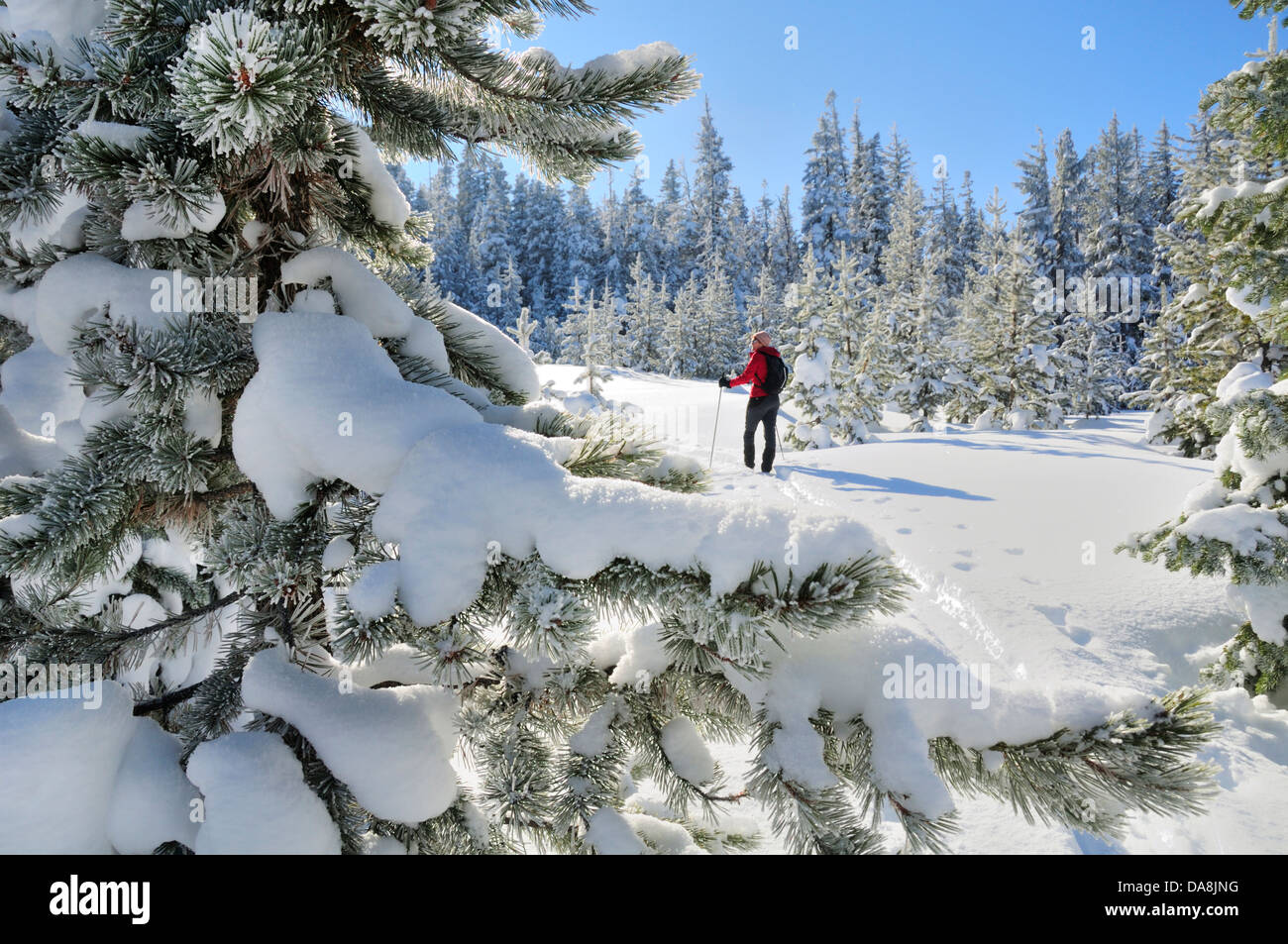 USA, United States, America, Oregon, Bend, North America, Deschutes, County, Cascades mountains, National Forest, winter, sport, Stock Photo