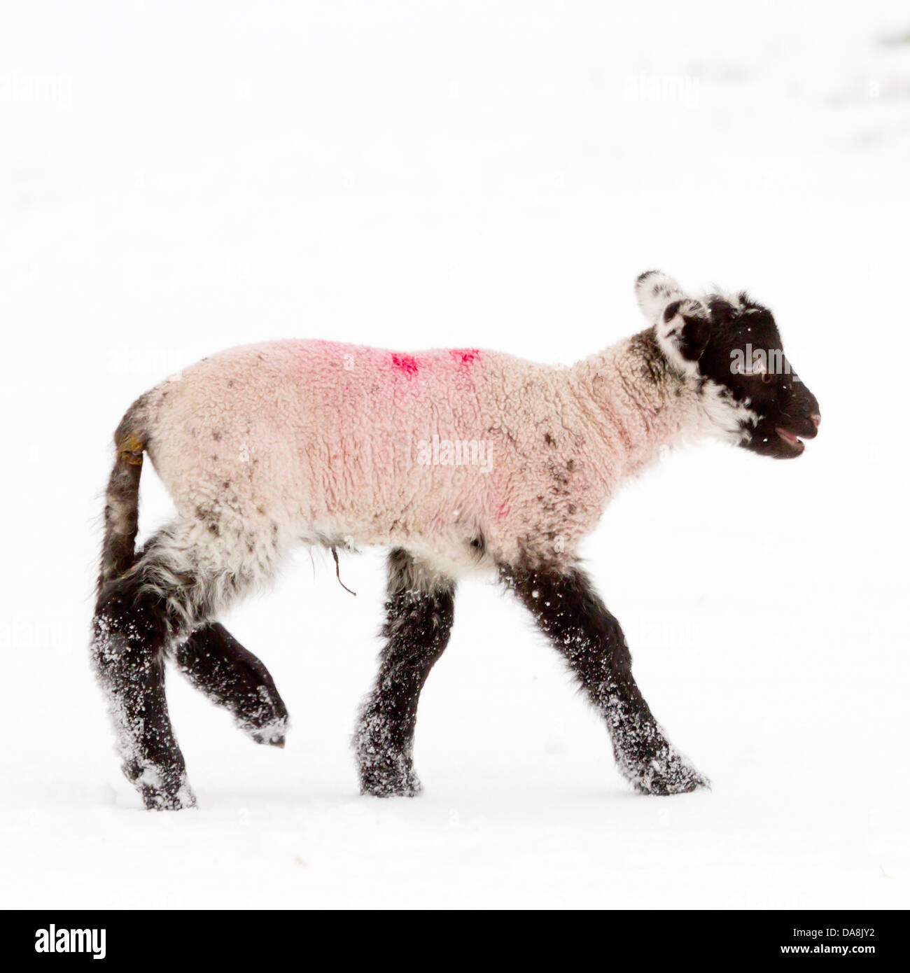 Square image of a new born lamb stepping out into a snow covered pasture in mid-winter in the Yorkshire Dales. Stock Photo