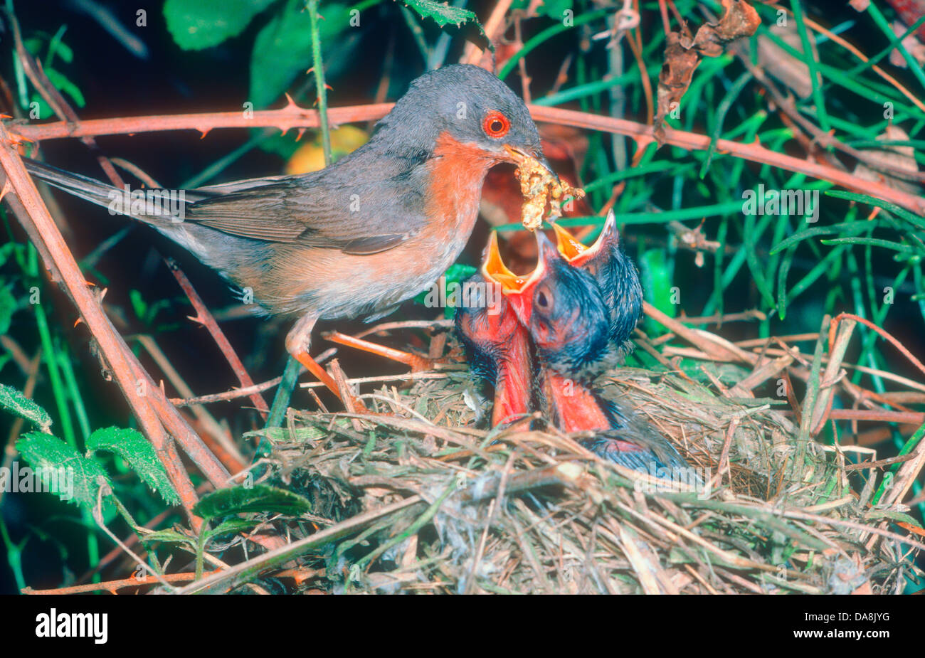 Subalpine Warbler, Sylvia cantillans. Male feeding chicks in nest. Spain Stock Photo