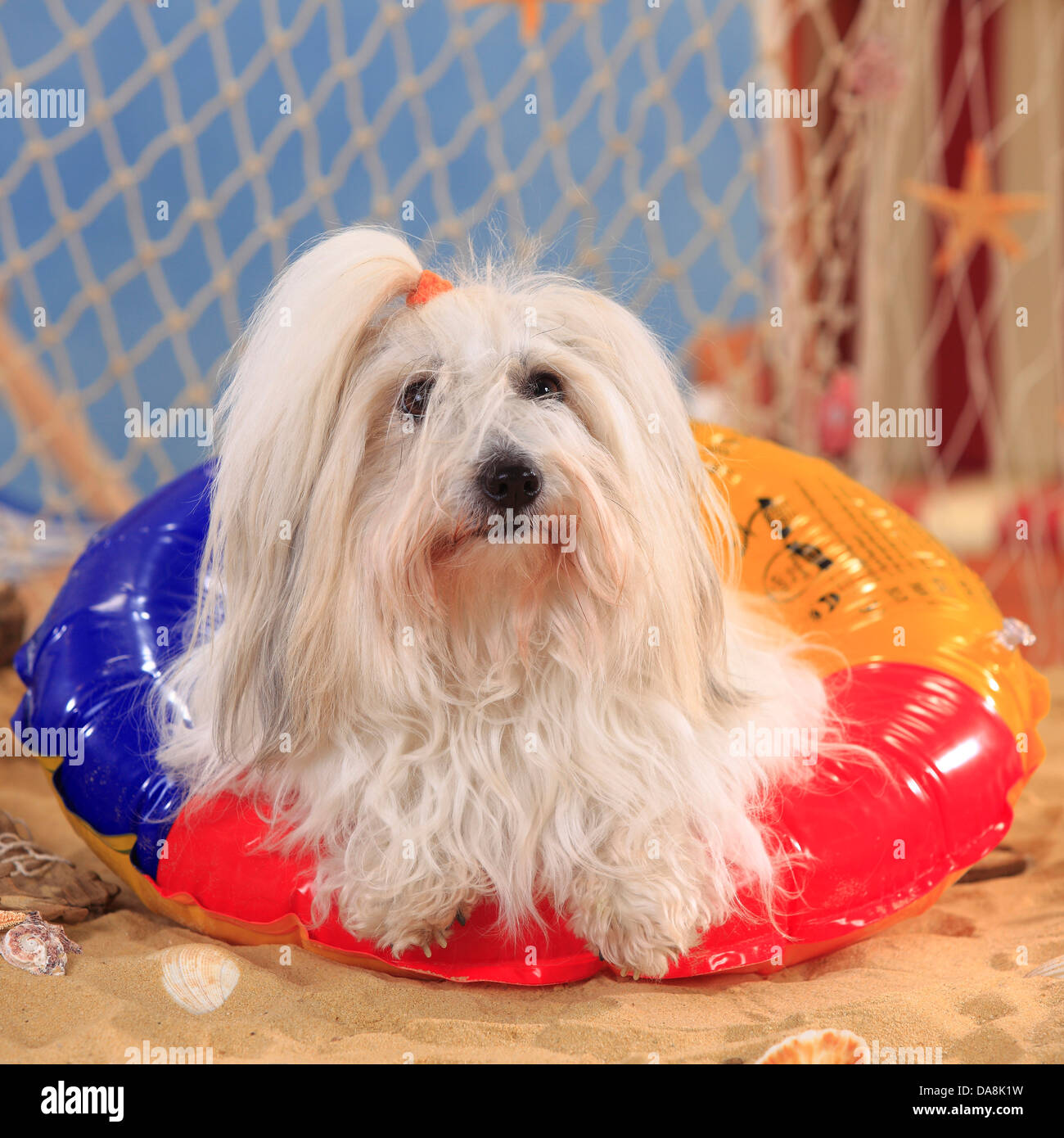 Coton de Tulear, bitch, swimming ring, bathing ring Coton de Tulear