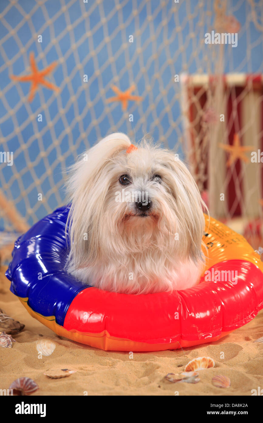 Coton de Tulear, bitch, swimming ring, bathing ring Coton de Tulear