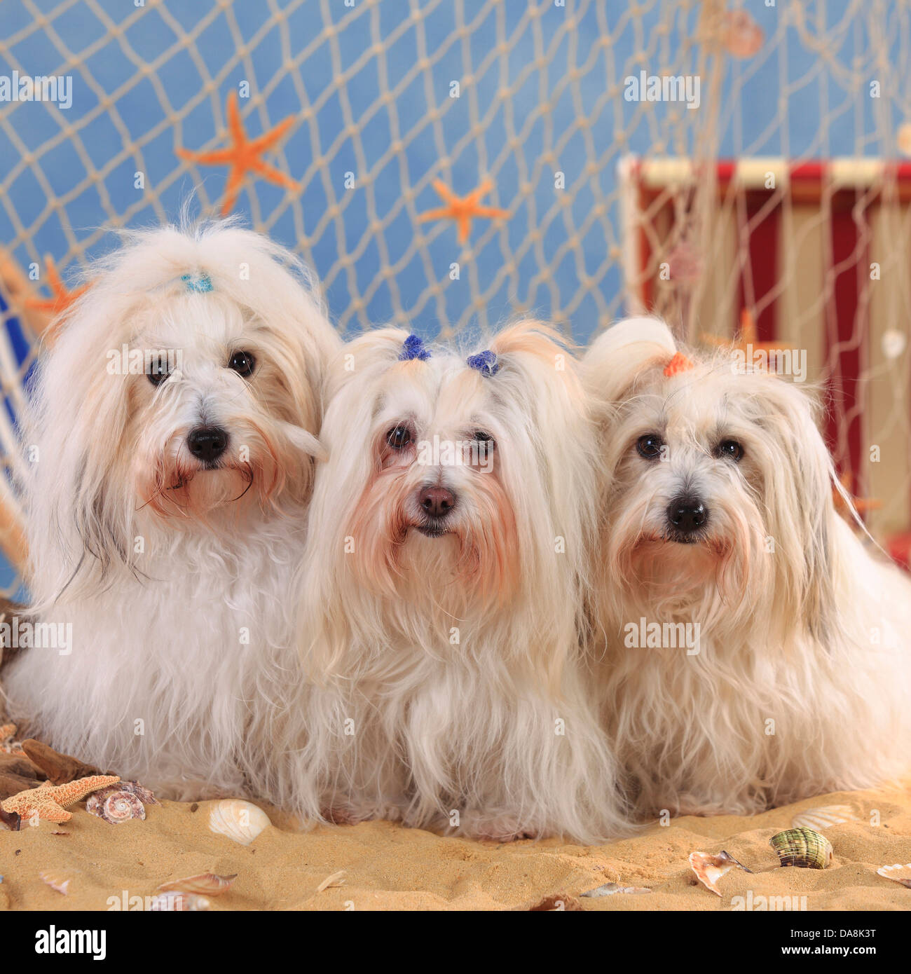 Coton de Tulear, bitches Coton de Tulear, Huendinnen Stock Photo Alamy