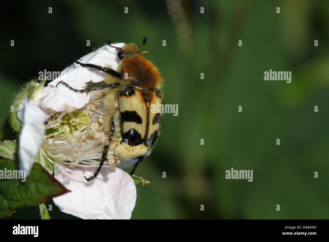 Close-up of  a Eurasian Bee Beetle (Trichius zonatus or T. fasciatus) feeding on blackberry flowers Stock Photo