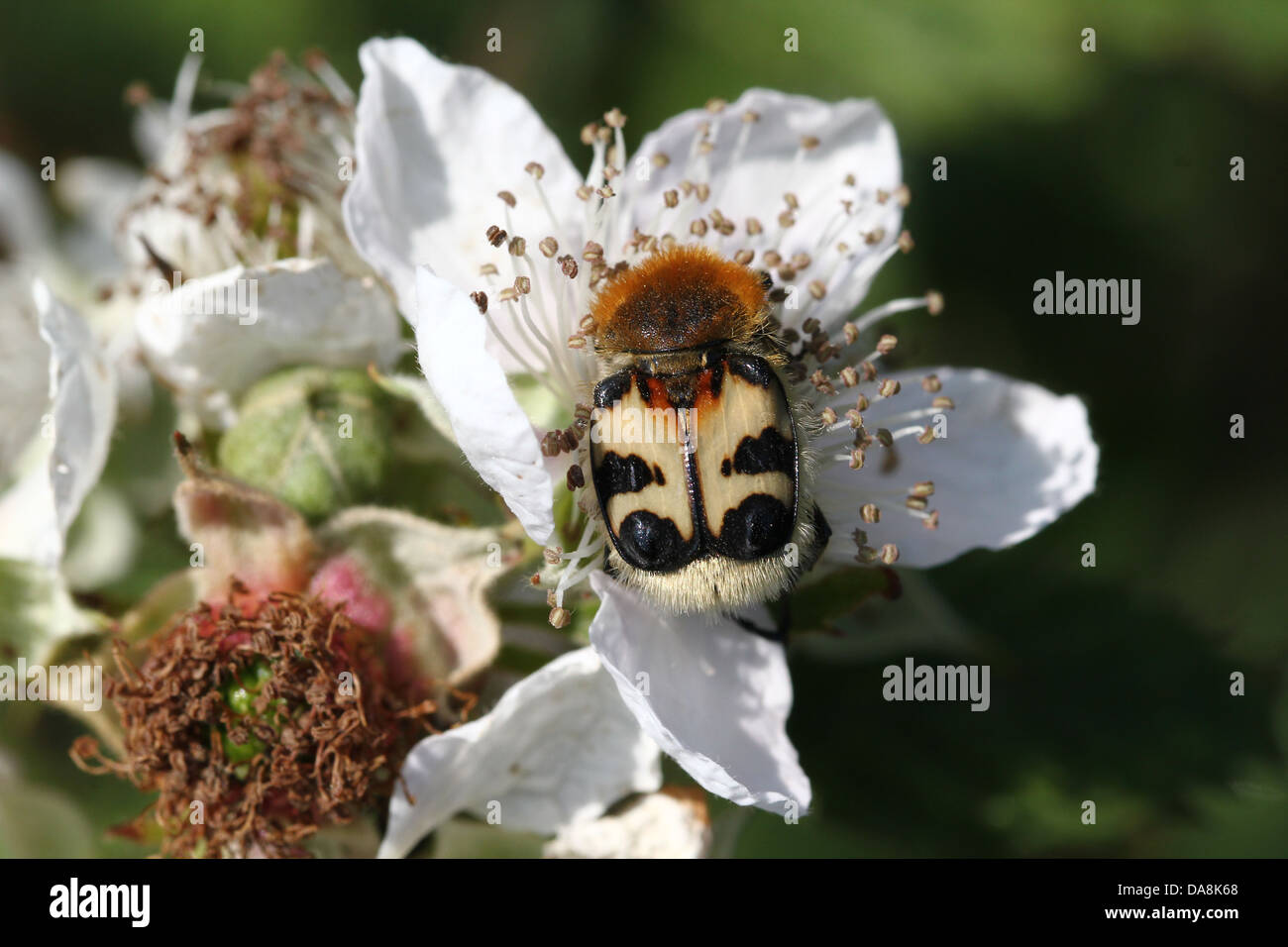 Close-up of  a Bee Beetle (Trichius zonatus or T. fasciatus) feeding on blackberry flowers - over 30 images in series Stock Photo