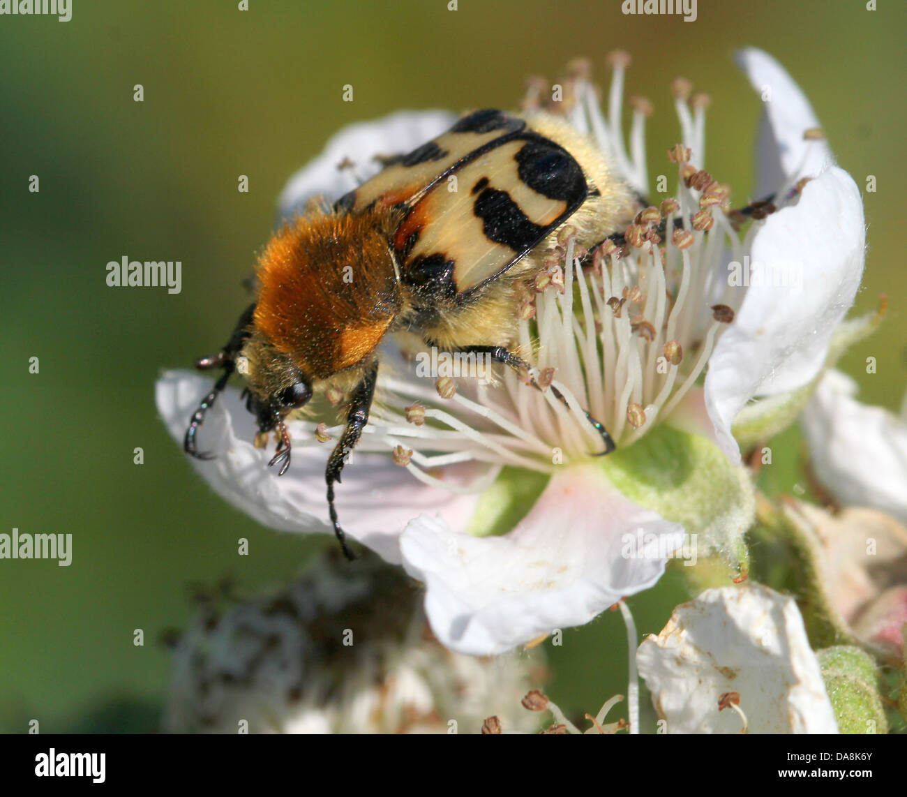 Close-up of  a Eurasian Bee Beetle (Trichius zonatus or T. fasciatus) feeding on blackberry flowers Stock Photo