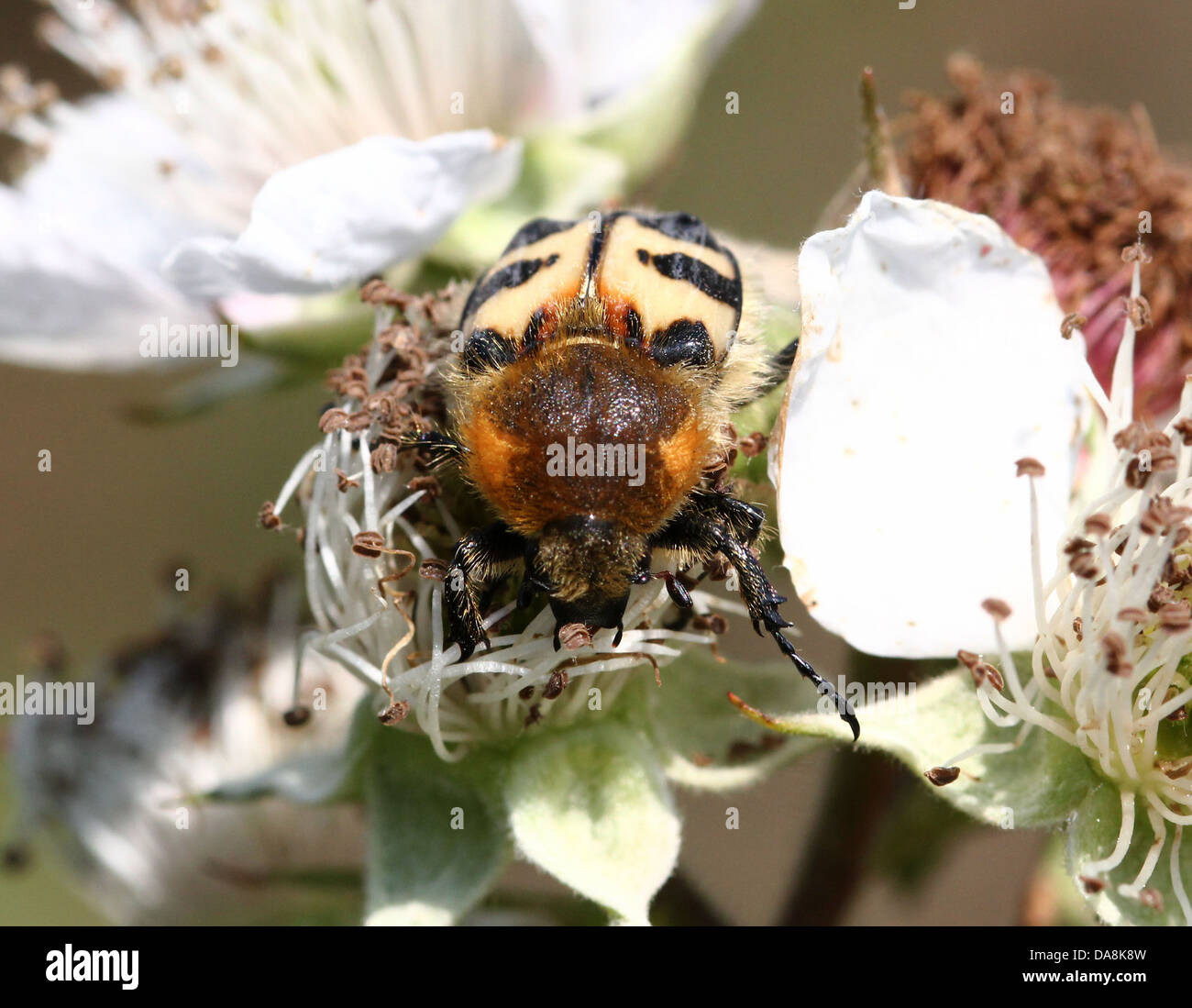 Close-up of  a Eurasian Bee Beetle (Trichius zonatus or T. fasciatus) feeding on blackberry flowers Stock Photo