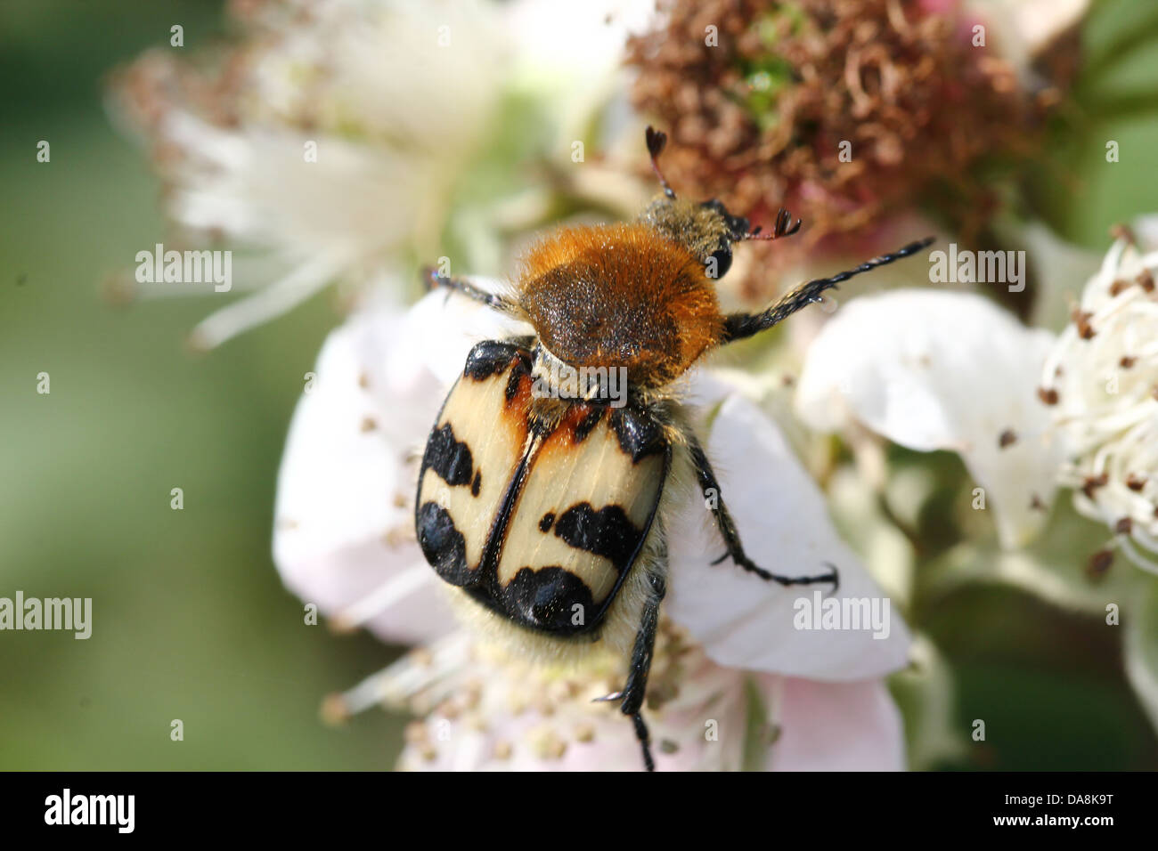 Close-up of  a Bee Beetle (Trichius zonatus or T. fasciatus) feeding on blackberry flowers - over 30 images in series Stock Photo