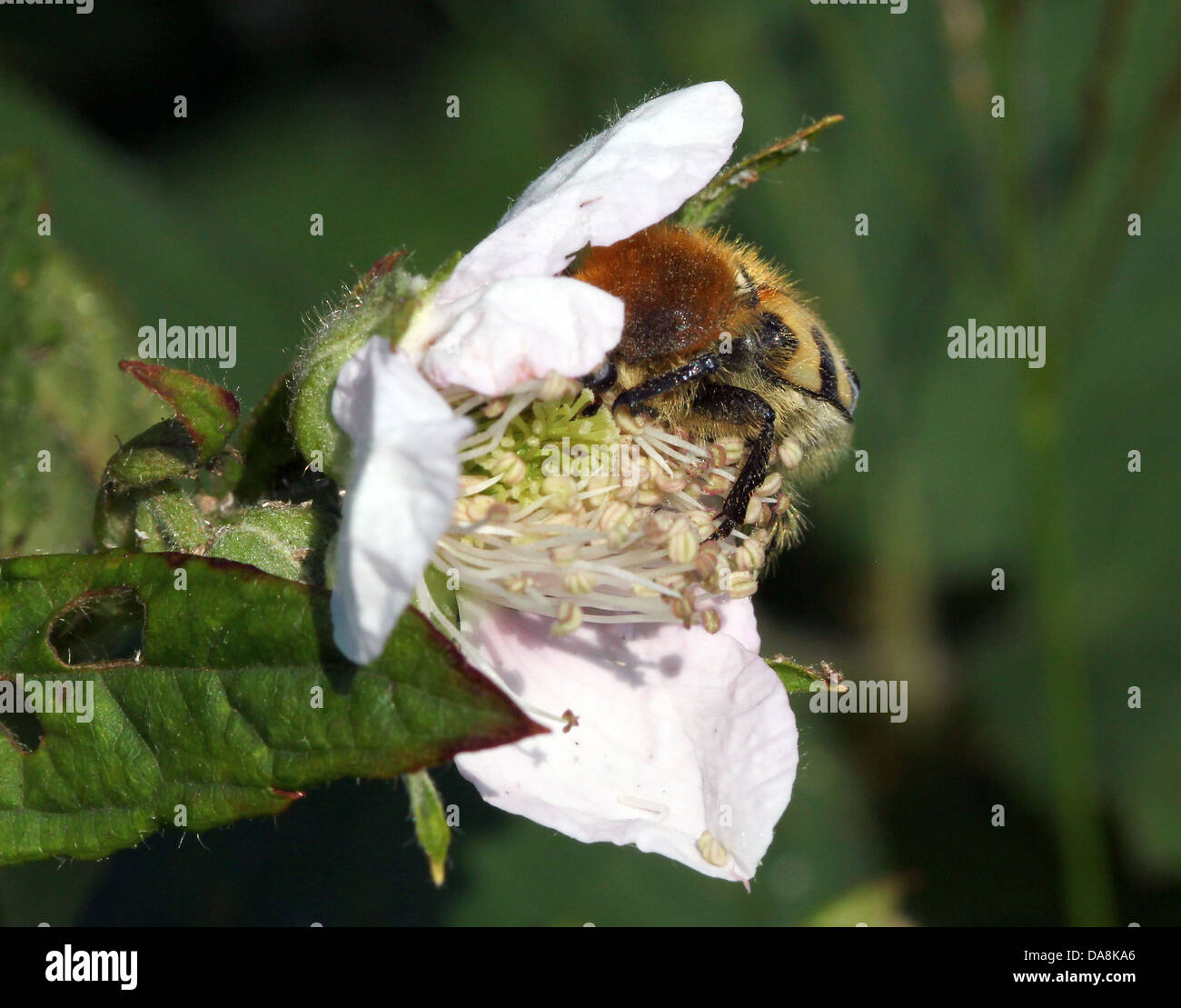 Close-up of  a Bee Beetle (Trichius zonatus or T. fasciatus) feeding on blackberry flowers - over 30 images in series Stock Photo