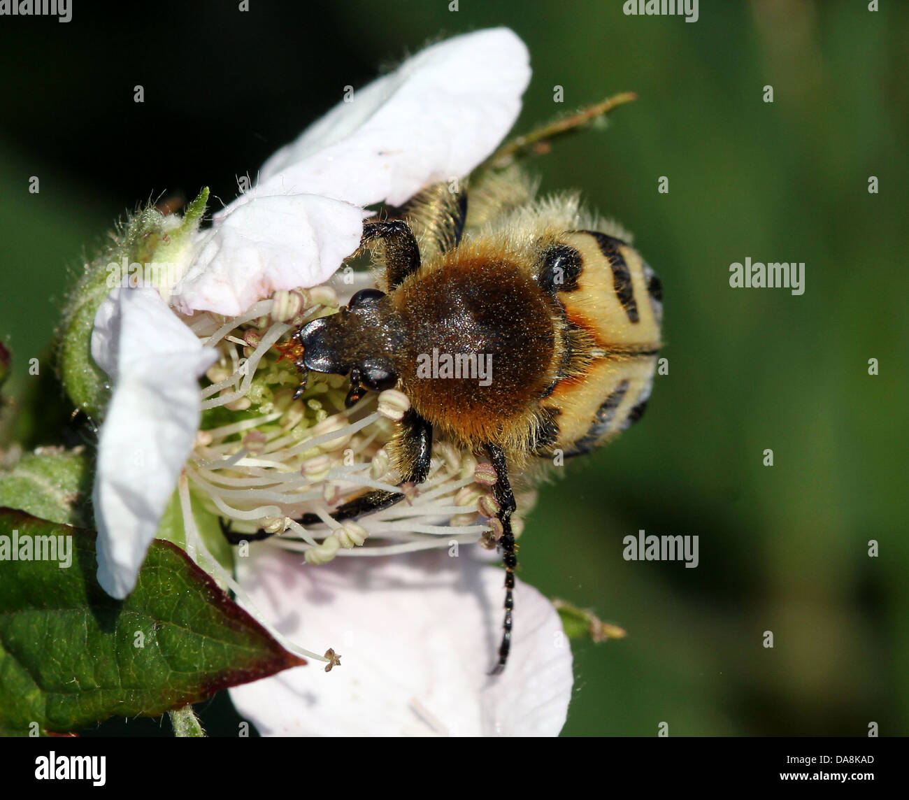 Close-up of  a Bee Beetle (Trichius zonatus or T. fasciatus) feeding on blackberry flowers - over 30 images in series Stock Photo