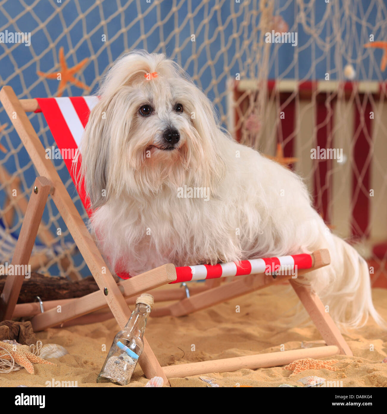 Coton de Tulear, bitch, deckchair Coton de Tulear, Huendin, Liegestuhl