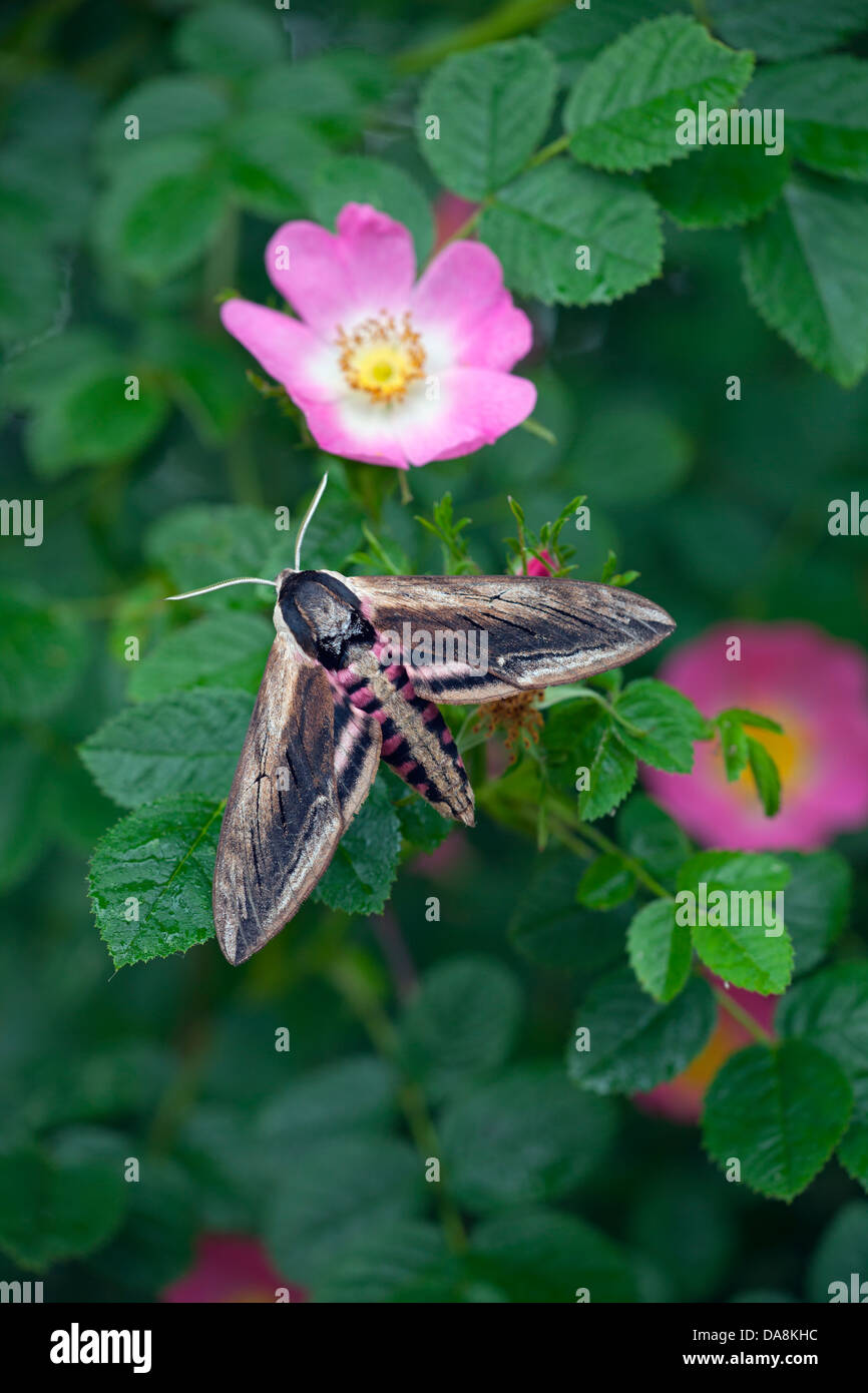Privet hawk-moth Spinx ligustri on Wild Rose Stock Photo