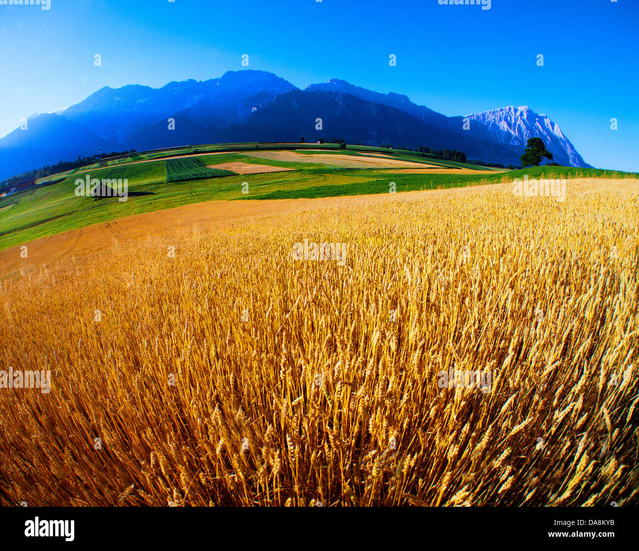 Austria, Europe, Tyrol, Mieminger plateau, Mieming, wheat field, wheat, summer, meadow, fields, mountains, Mieminger chain, Sain Stock Photo