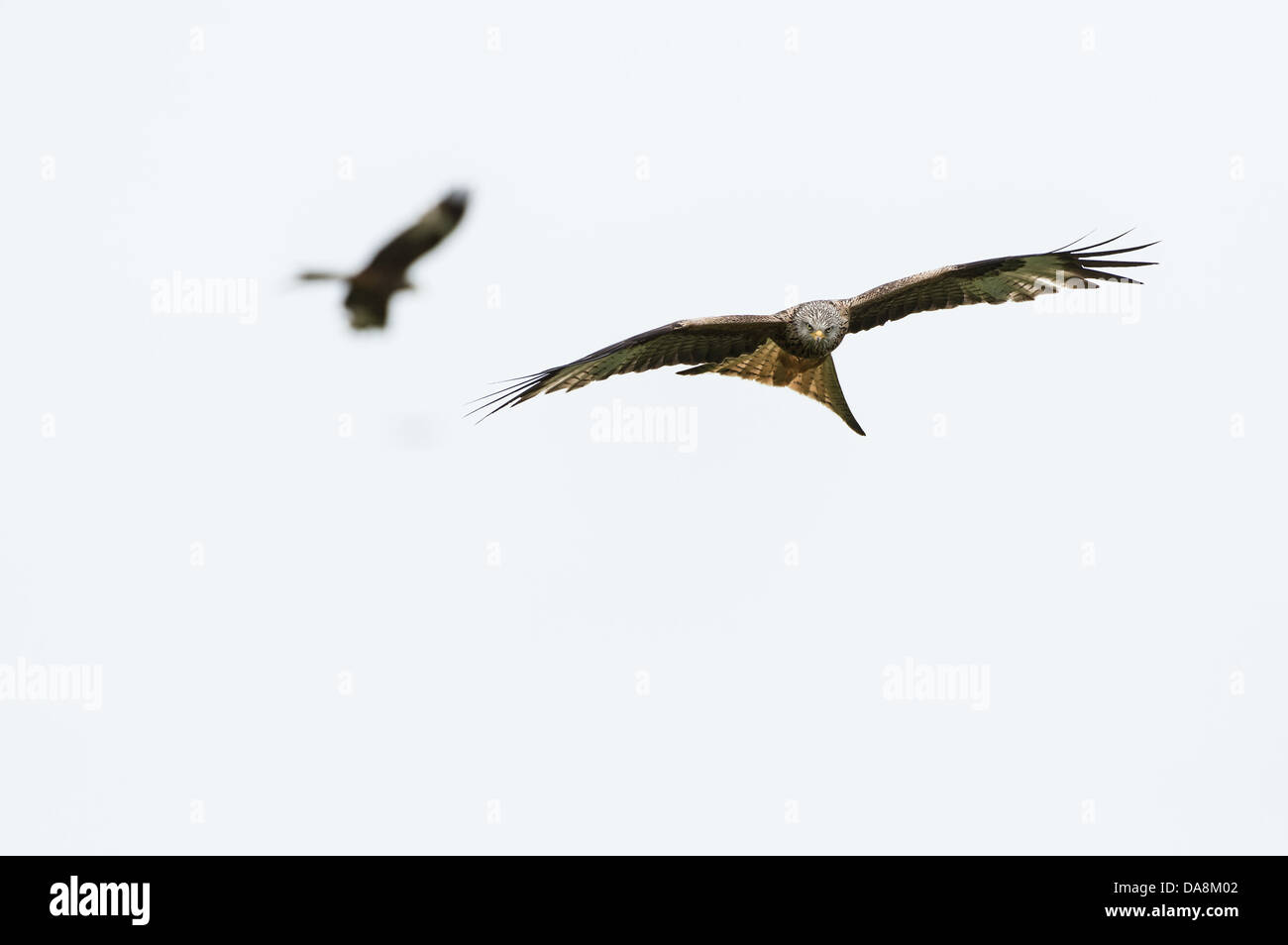 Red Kites in flight Stock Photo Alamy