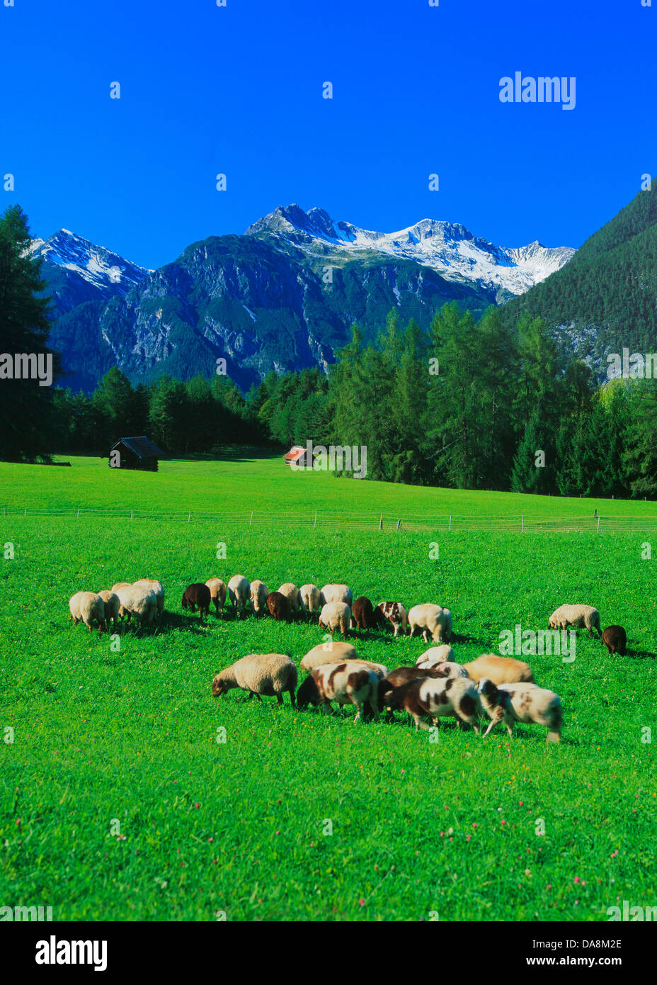 Austria, Europe, Tyrol, Mieminger plateau, Obsteig, Holzleiten, meadow, sheep, pastures, willows, Stadel, wood, forest, mountain Stock Photo
