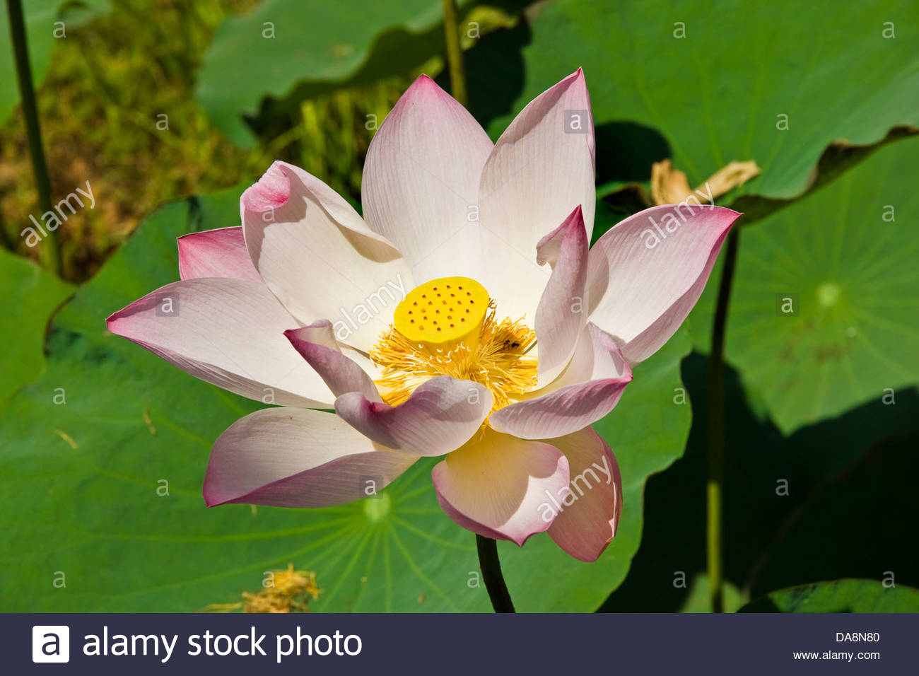 Lotus Flowers Cambodia Stock Photos & Lotus Flowers Cambodia Stock