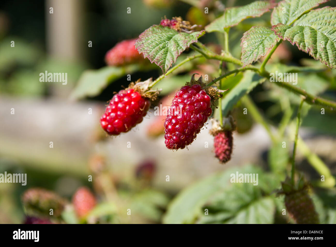 Tayberry plant Stock Photo