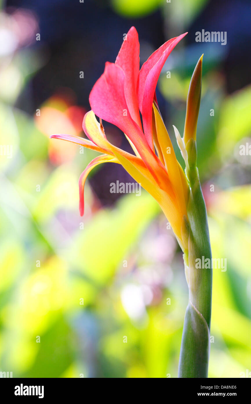 Canna Lily flower and bud Stock Photo
