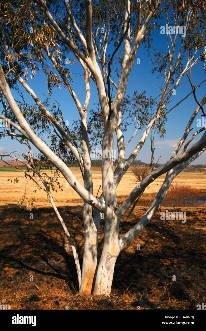 Eucalyptus or Gum tree, Underberg, Kwazulu Natal, South Africa Stock Photo